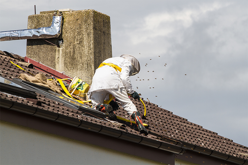 Bee Pest Control in Mansfield Nottinghamshire