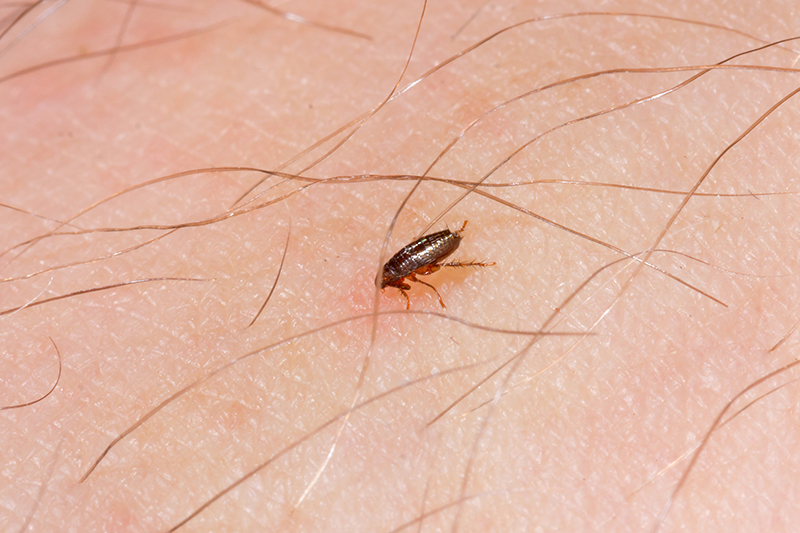 Flea Pest Control in Mansfield Nottinghamshire